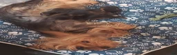 Yorkshire Terrier dogs for sale: Yorkshire Terrier 2 - Ad 2