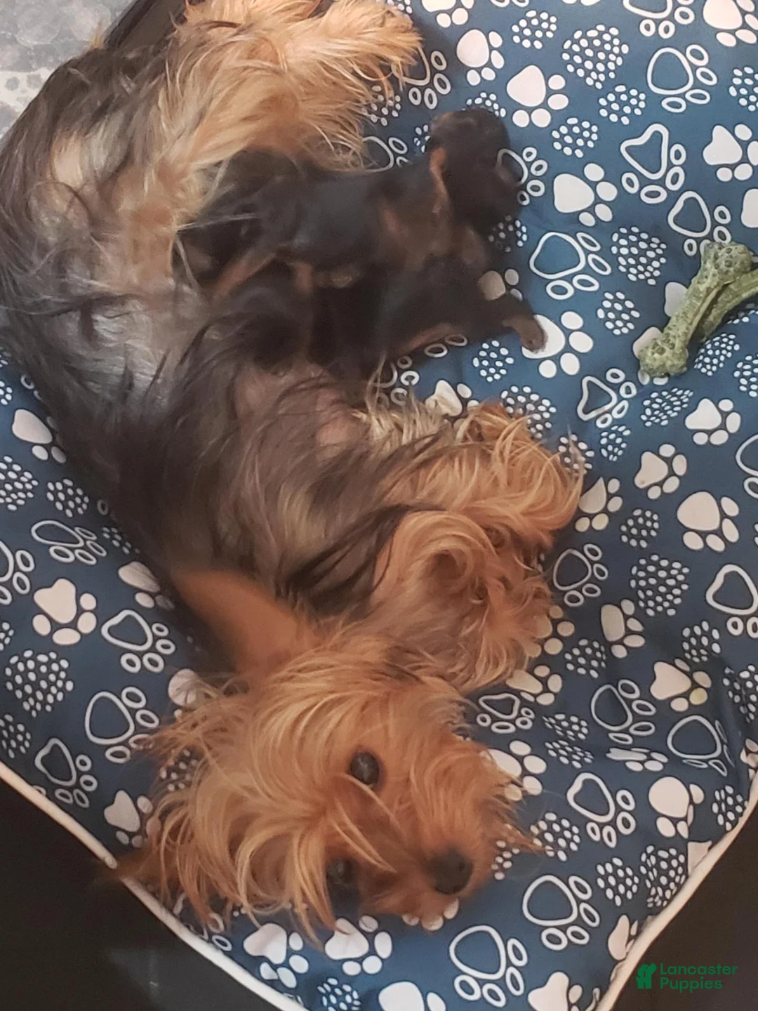 Yorkshire Terrier dogs for sale: Yorkshire Terrier 2 - Ad 2