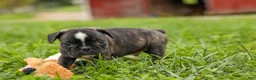Frenchton dogs for sale: BAILEY - Ad 9