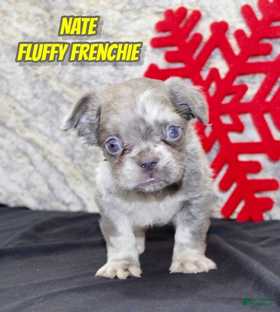 French Bulldog dogs Nate - Ad 23