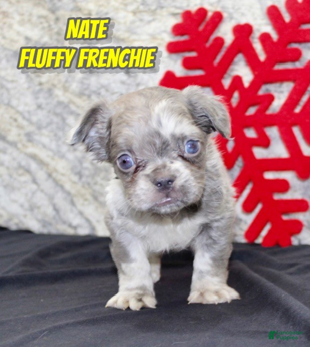 French Bulldog dogs for sale: Nate - Ad 1
