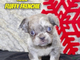 French Bulldog dogs Nate - Ad 23