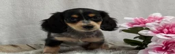 Miniature Dachshund dogs for sale: Cookie - Ad 4