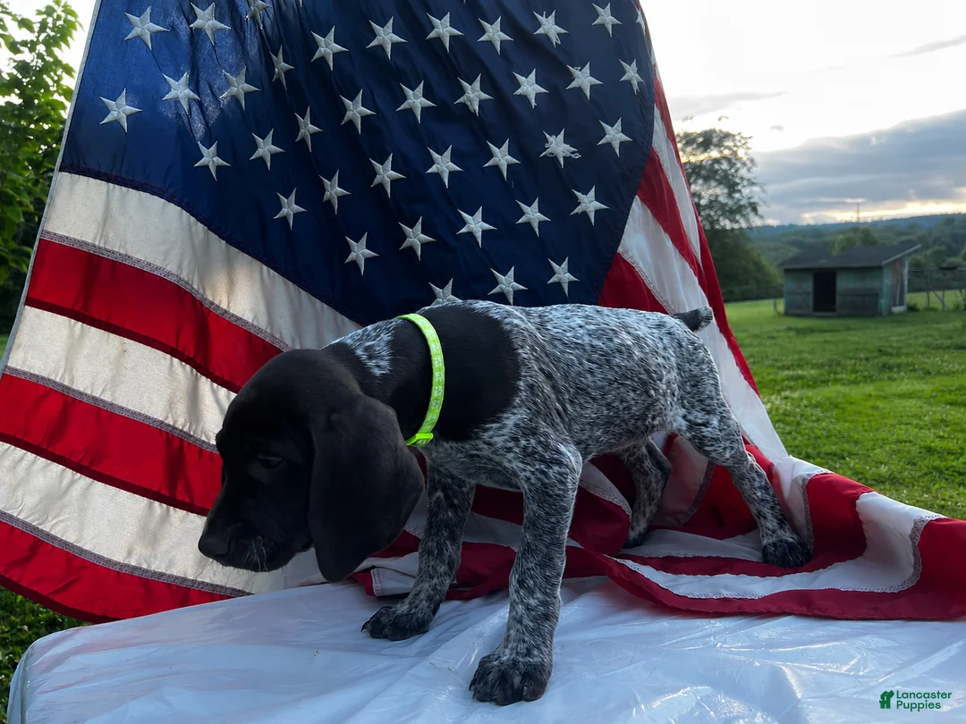 German Shorthaired Pointer dogs for sale: Ike - Ad 2