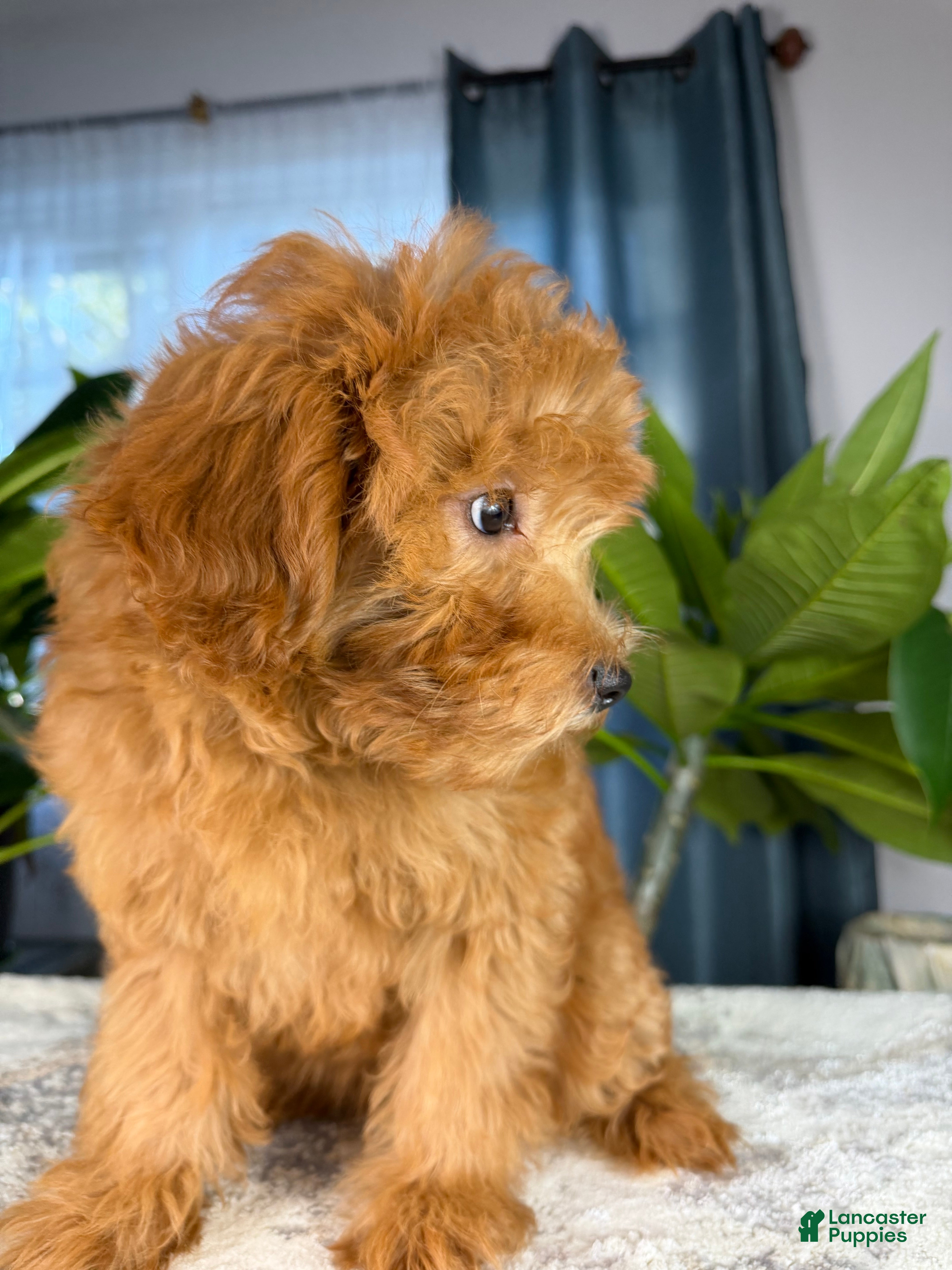 Yorkiepoo dogs for sale: Yorkiepoo 5 - Ad 2