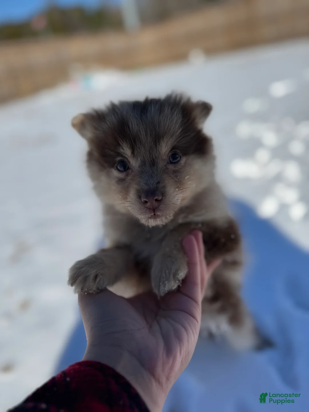 Mixed Breed dogs for sale: Nakoa - Ad 5