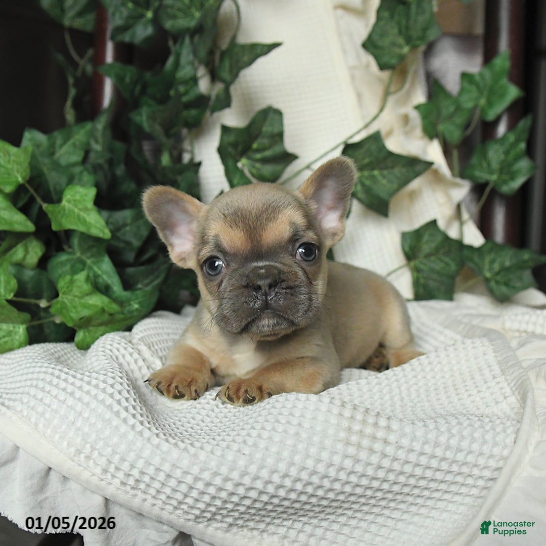 French Bulldog dogs for sale: Mango - Ad 2