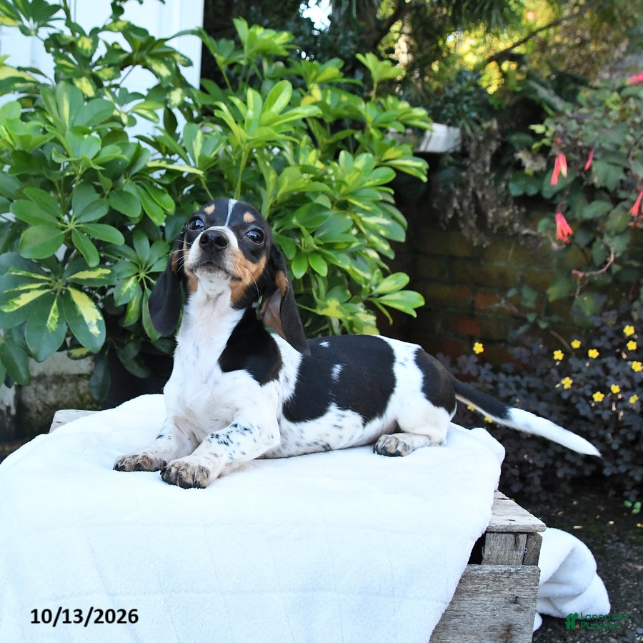 Miniature Dachshund dogs for sale: Bubbles - Ad 2