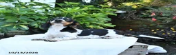 Miniature Dachshund dogs for sale: Bubbles - Ad 2
