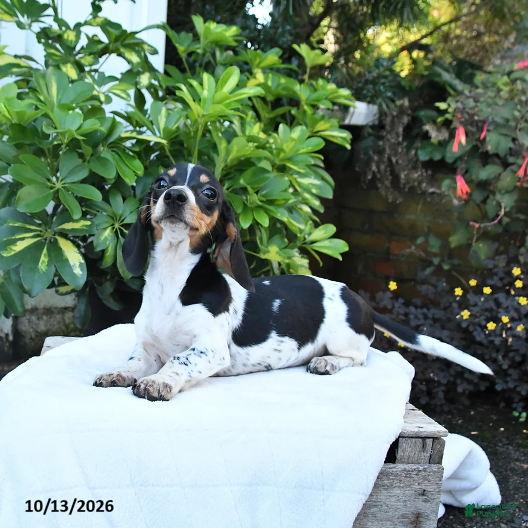 Bubbles Miniature Dachshund for sale in Mifflinburg | Lancaster