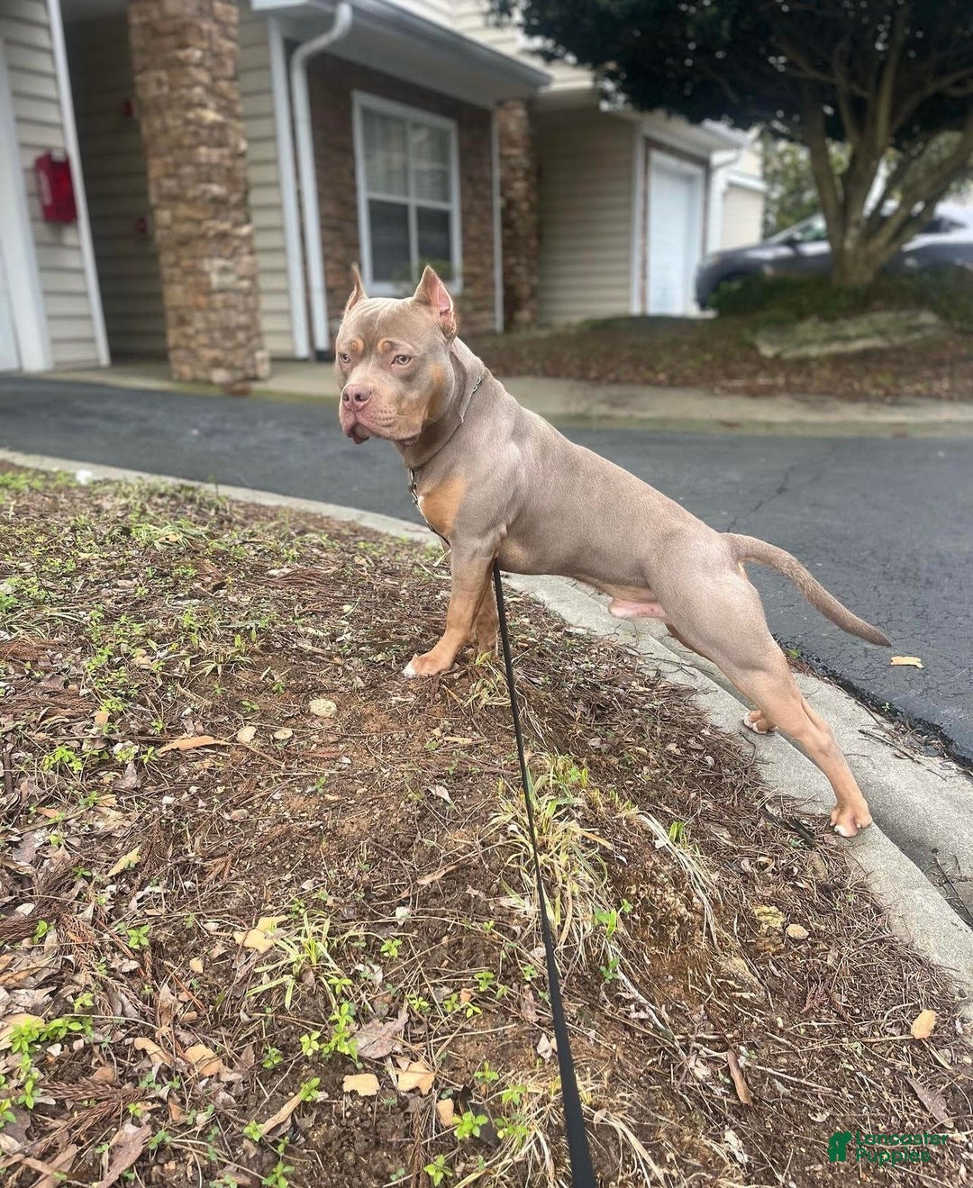 Gallery Image {{count}}