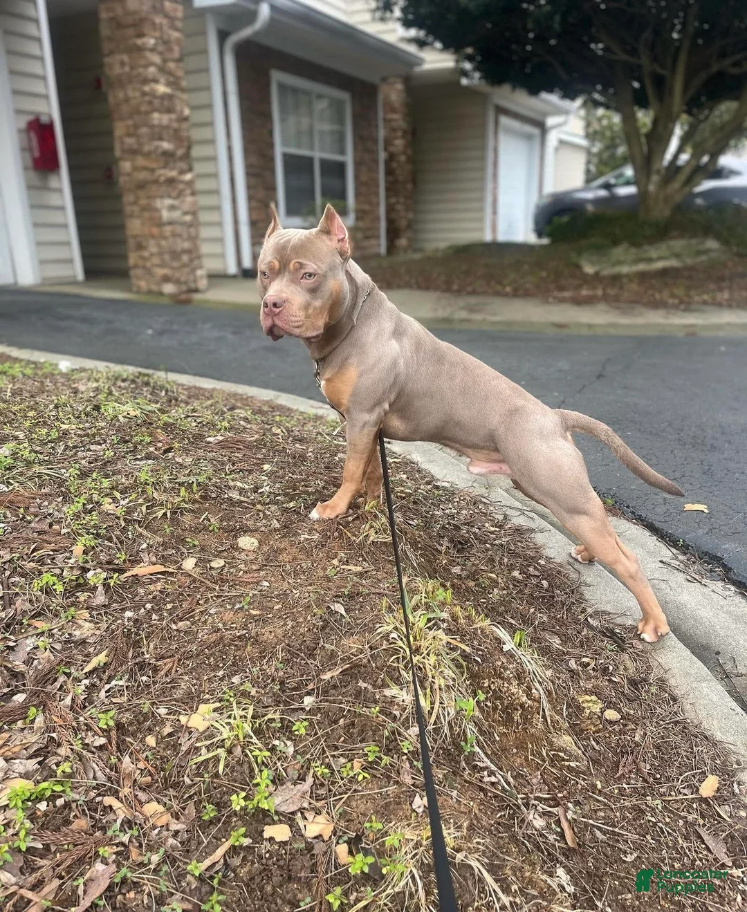 Gallery Image {{count}}