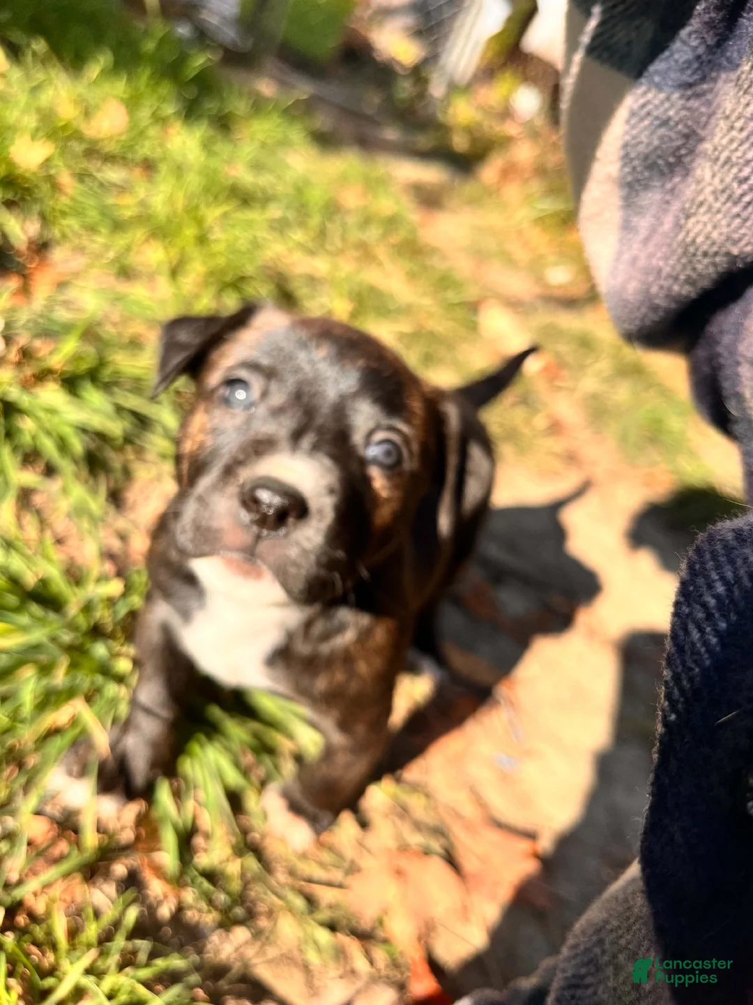 Mixed Breed dogs for sale: Boy 1 - Ad 3
