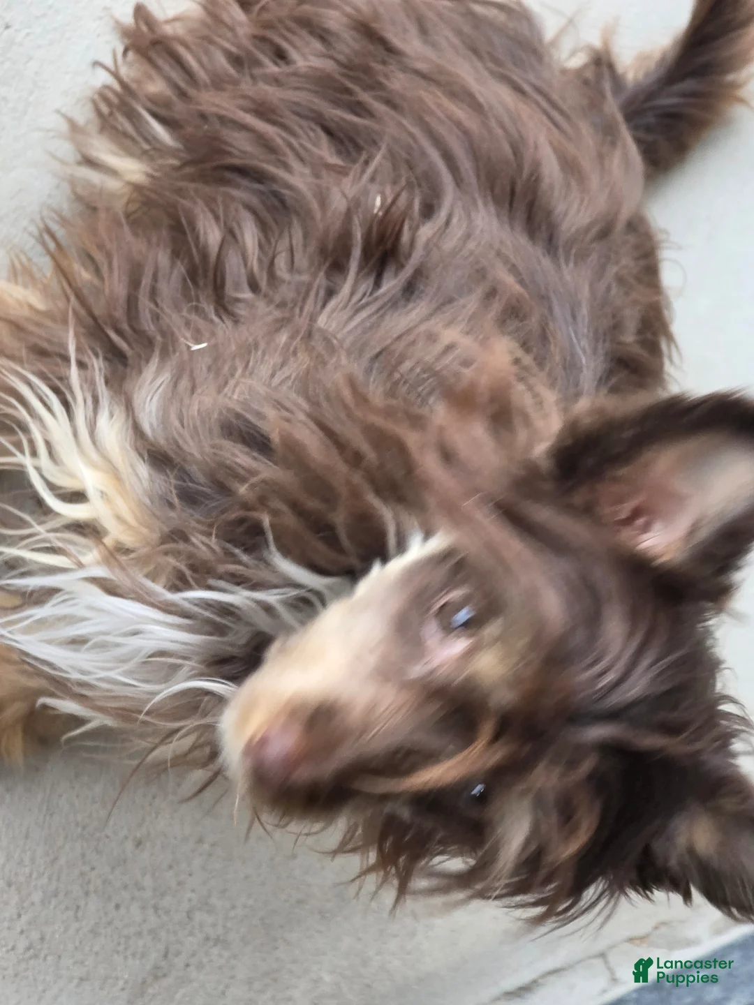 Chinese Crested dogs for sale: Chinese Crested Puppy 1 - Ad 2