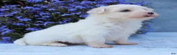 Maltese dogs for sale: Mochi - Ad 4