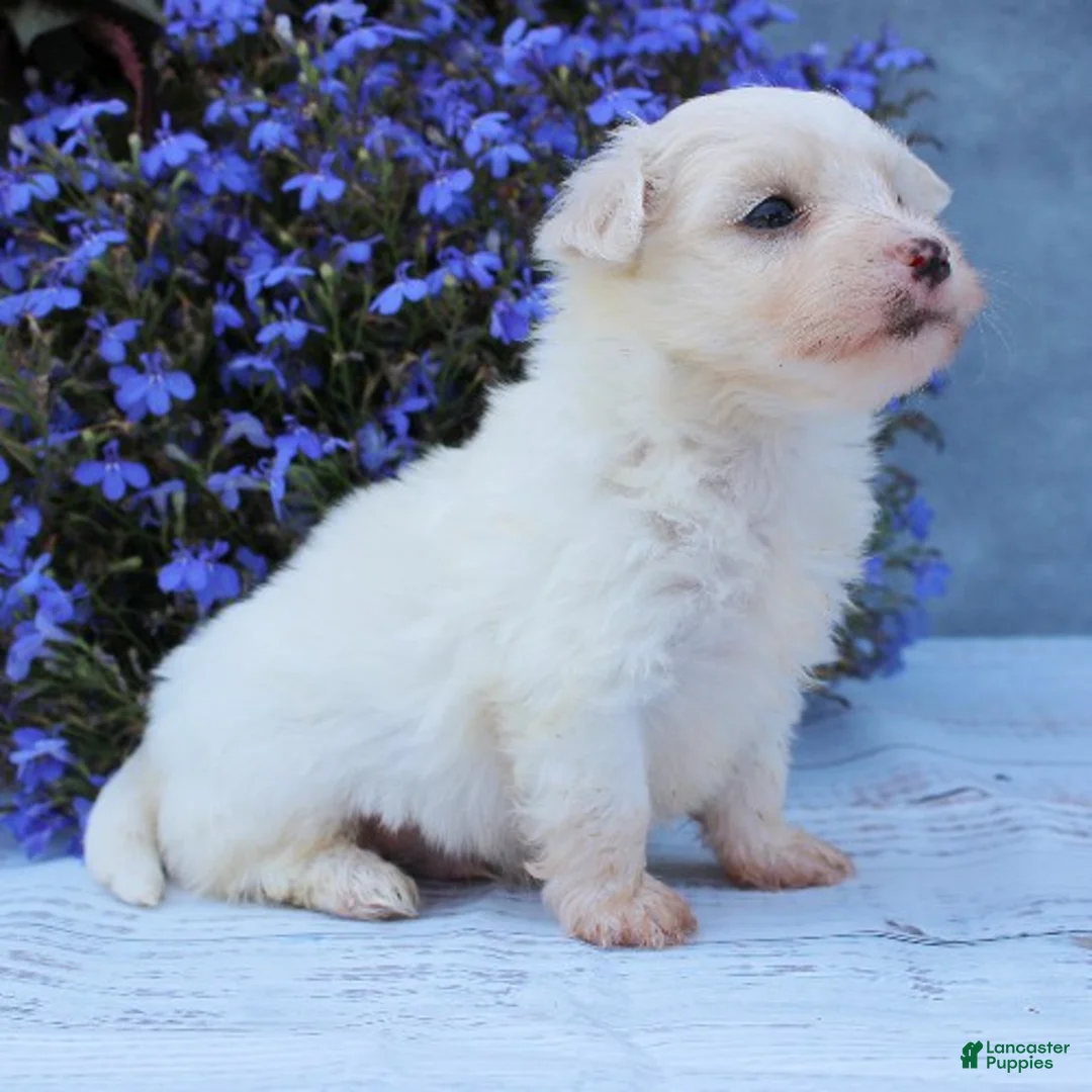 Maltese dogs for sale: Mochi - Ad 4
