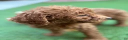 Standard Poodle dogs for sale: Daisy - Ad 8
