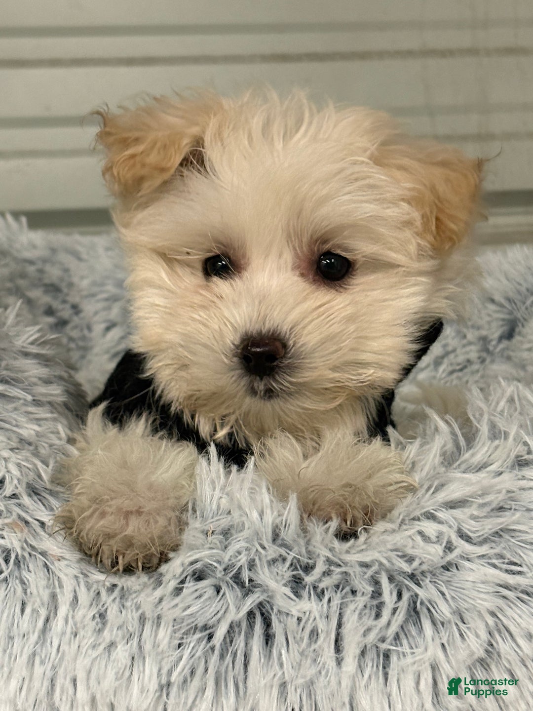 Mixed Breed dogs for sale: Luca - Ad 3