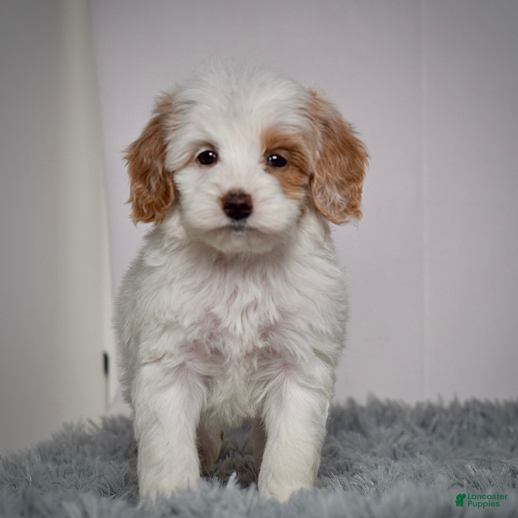 Mini Goldendoodle dogs Ms. Oakley - Ad 6