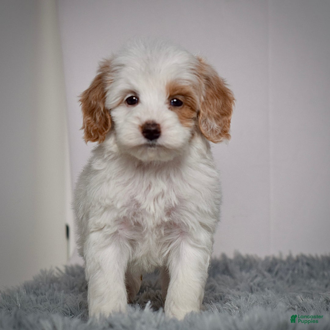 Mini Goldendoodle dogs for sale: Ms. Oakley - Ad 1