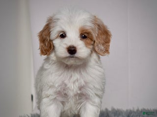 Mini Goldendoodle dogs Ms. Oakley - Ad 1