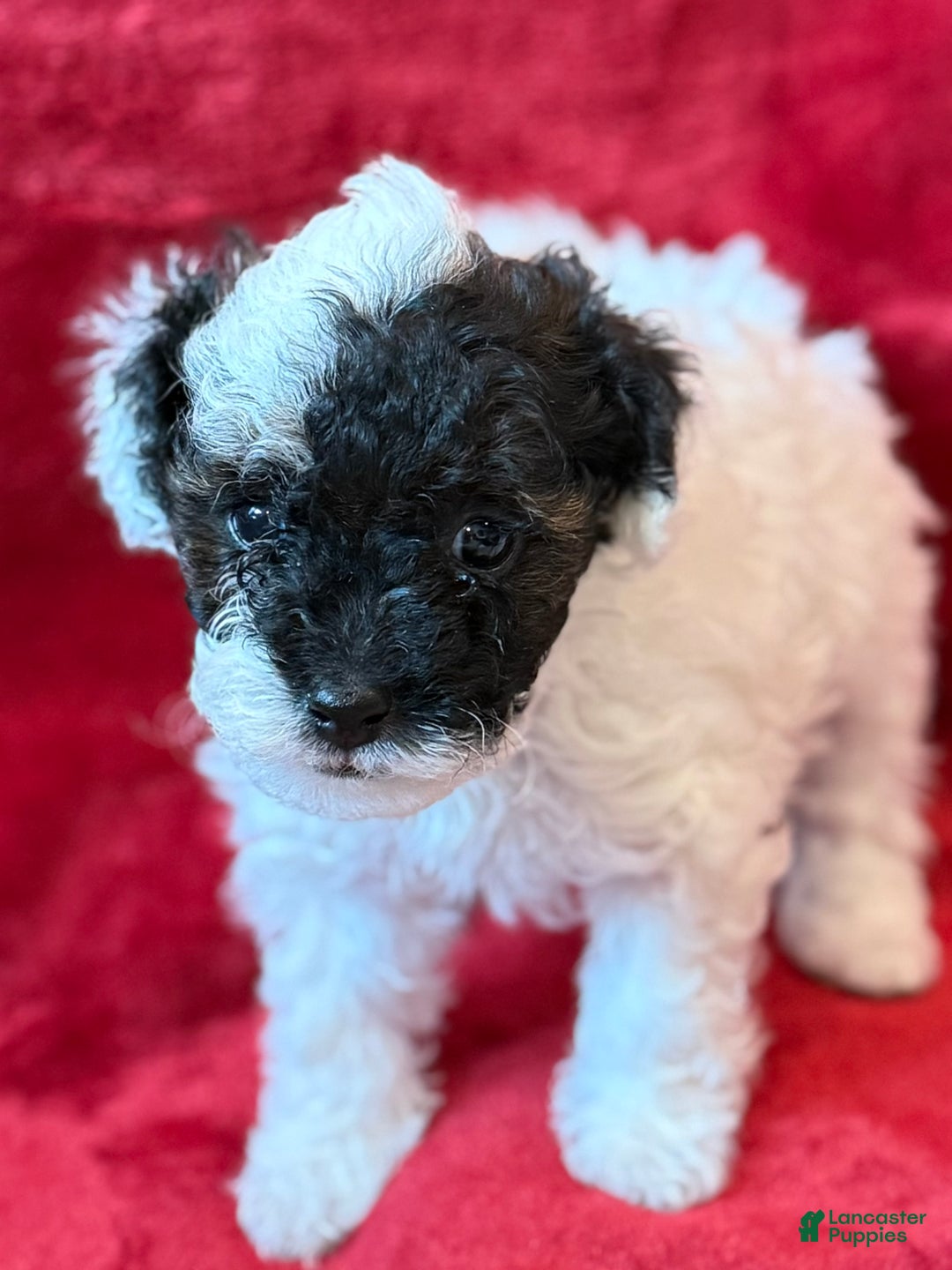 Mini Bernedoodle dogs for sale: Moet - Ad 2