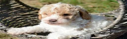 Cavapoo dogs for sale: Clyde Cavapoo 2 - Ad 1