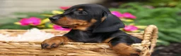 Miniature Dachshund dogs for sale: Iggy🐶  - Ad 9