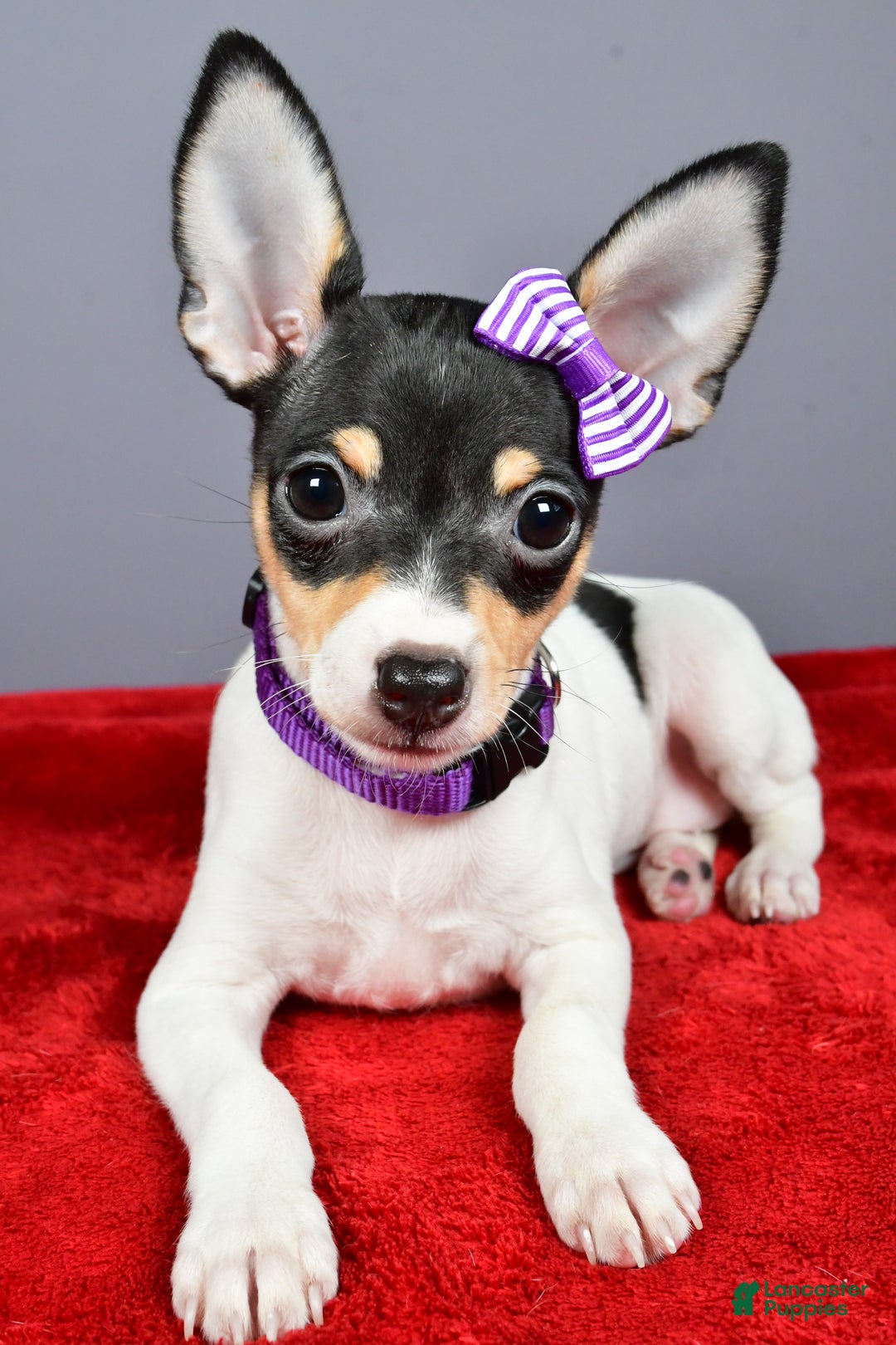 Toy Fox Terrier dogs for sale: Lucy - Ad 11