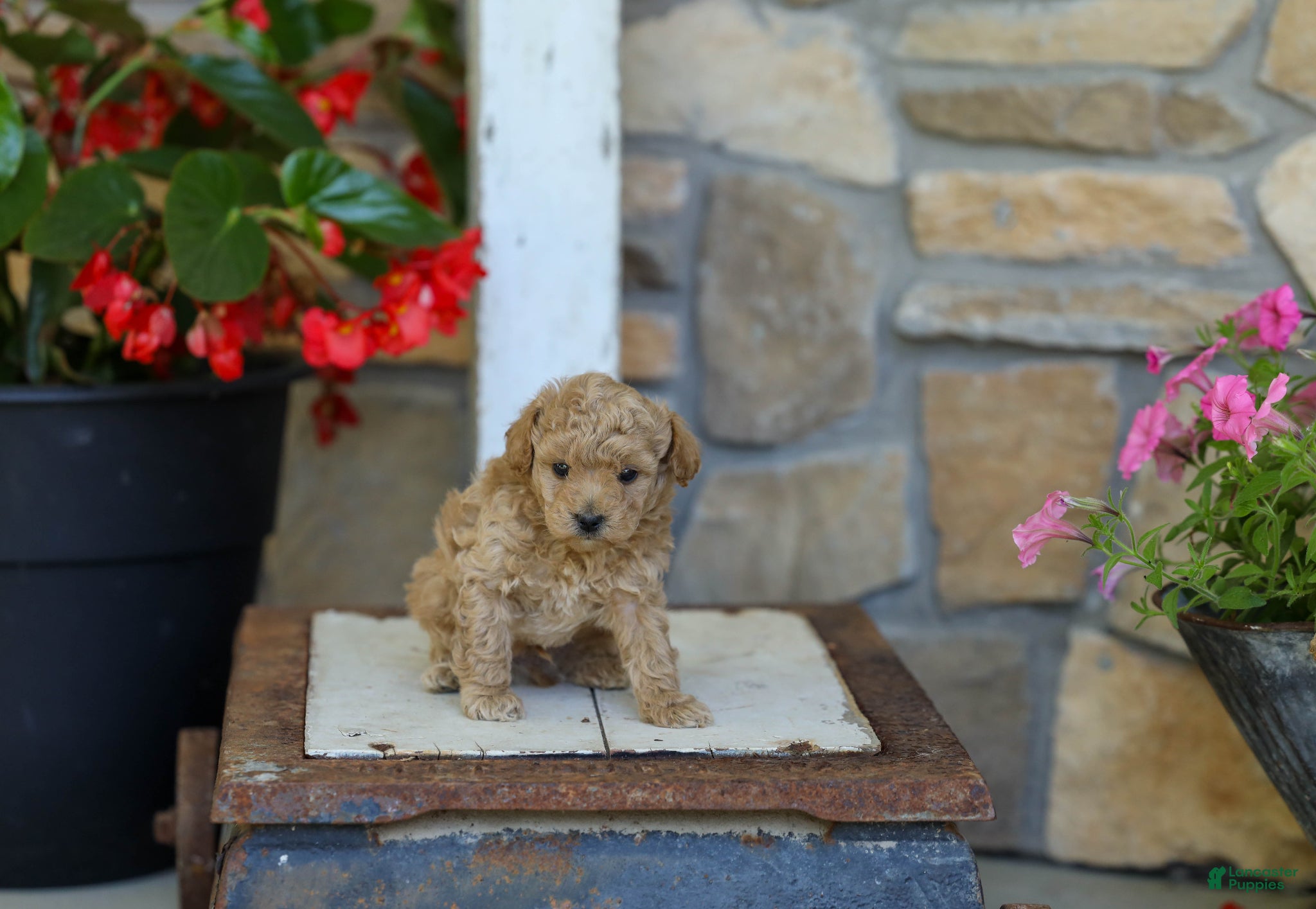 Miniature Poodle dogs AKC Leo - Ad 2