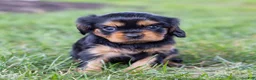 Cavalier King Charles Spaniel dogs for sale: Spanky - Ad 9