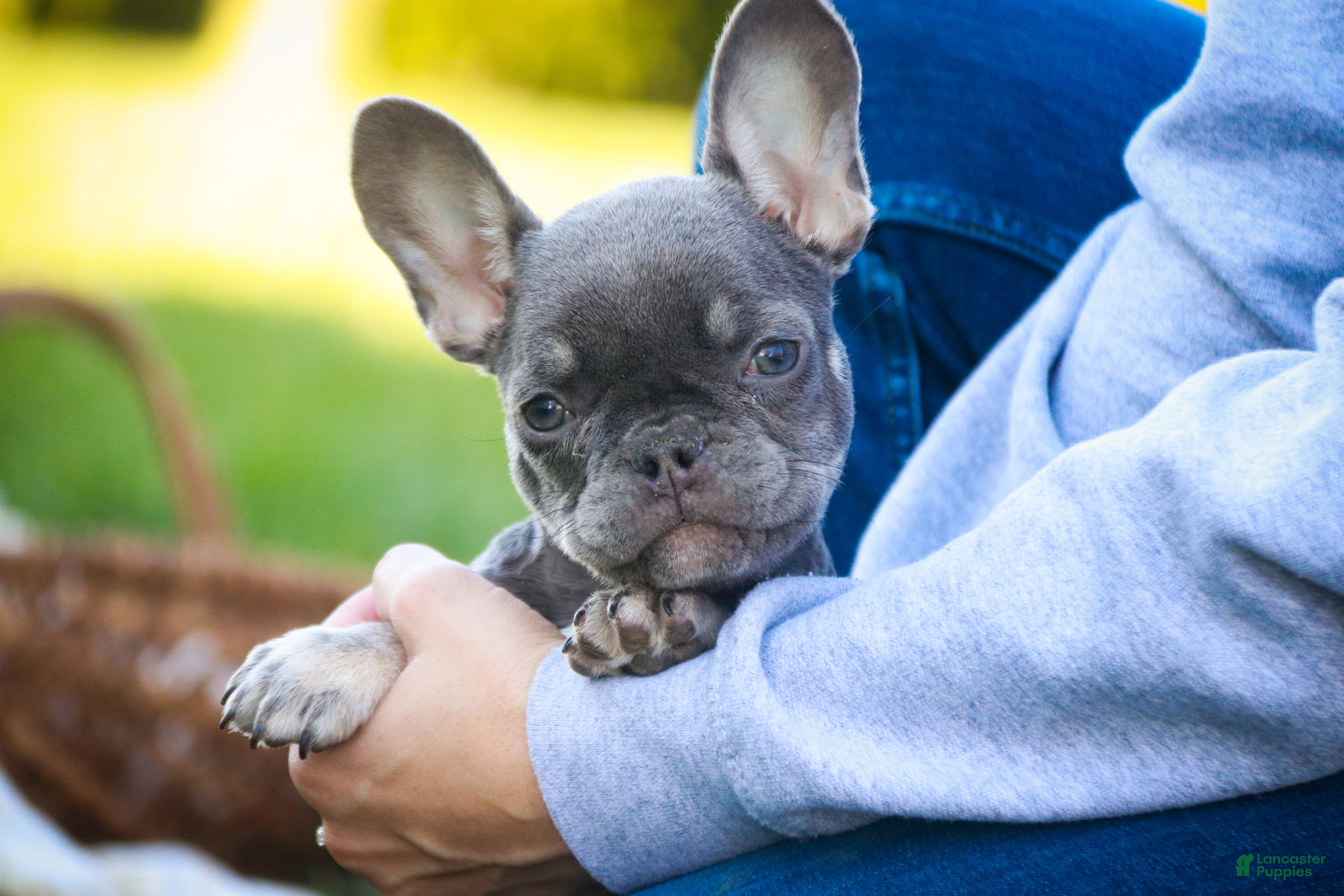 French Bulldog dogs Gretta - Ad 29
