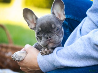French Bulldog dogs Gretta - Ad 3