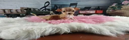 Chihuahua dogs for sale: Vanillas fawn white girl. Hand Delivery  - Ad 3