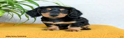 Miniature Dachshund dogs for sale: Colton - Ad 3