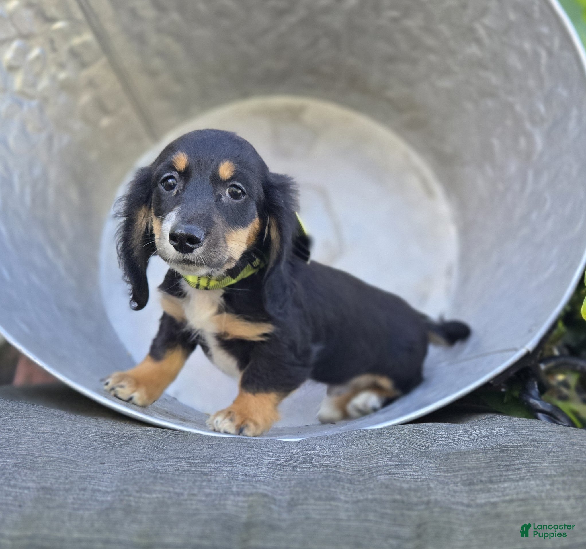 Miniature Dachshund dogs Travis - Ad 1