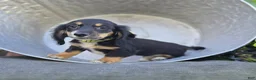 Miniature Dachshund dogs for sale: Travis - Ad 1