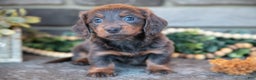 Miniature Dachshund dogs for sale: Josephine - Ad 2