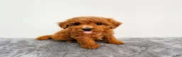 Mini Goldendoodle dogs for sale: Marly - Ad 6