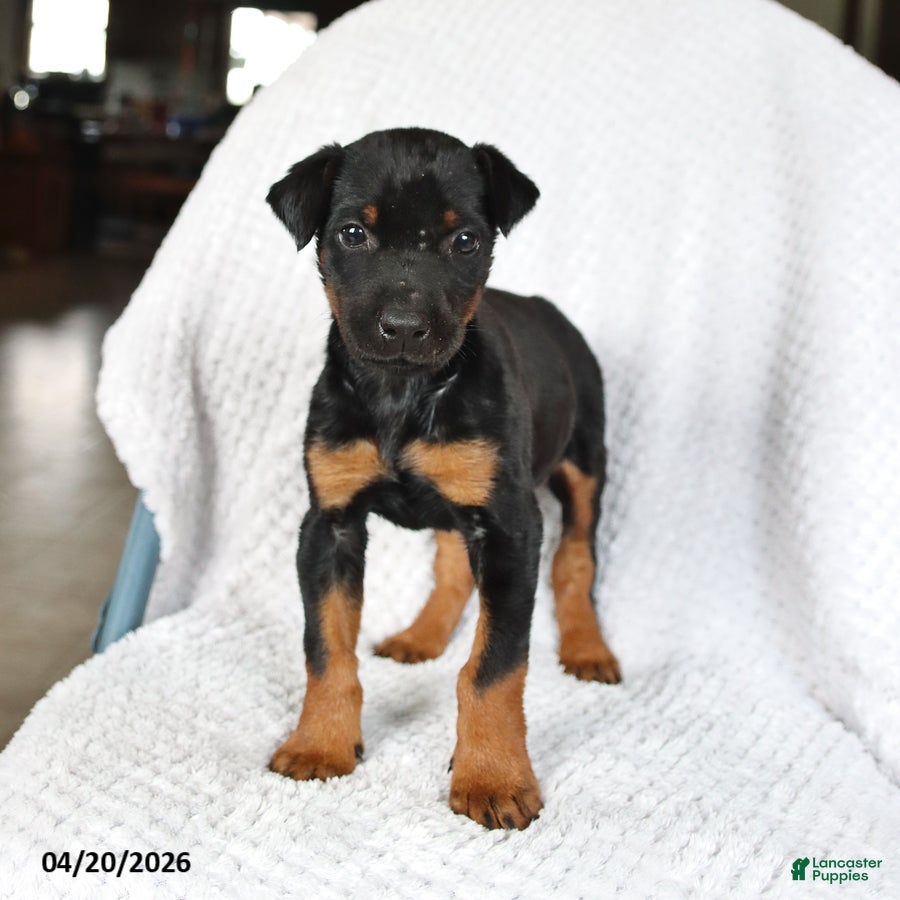 Doberman Pinscher dogs Sparky - Ad 2