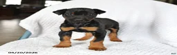 Doberman Pinscher dogs for sale: Sparky - Ad 2