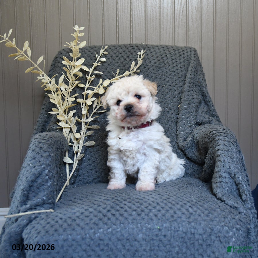 Bichon Frise dogs Snowball - Ad 2