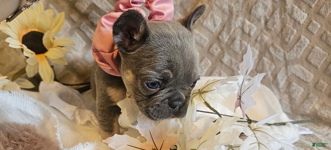 French Bulldog dogs for sale: Velour AKC Fluffy Carrier  - Ad 21