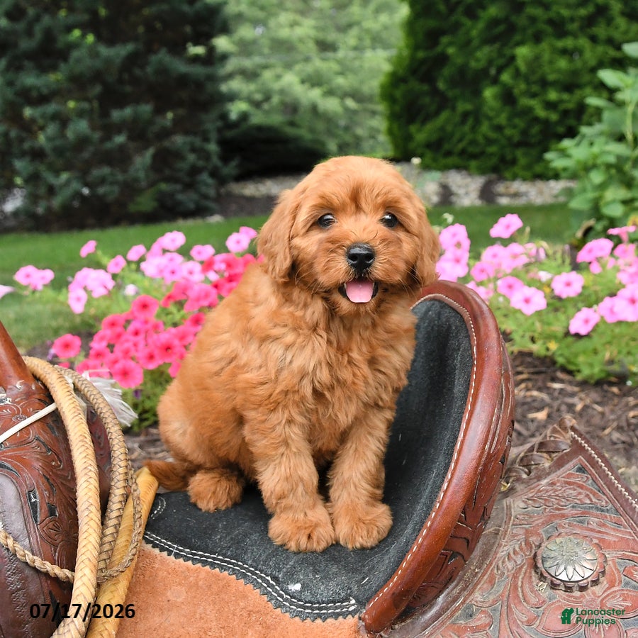 Miniature Labradoodle dogs Mocha - Ad 2