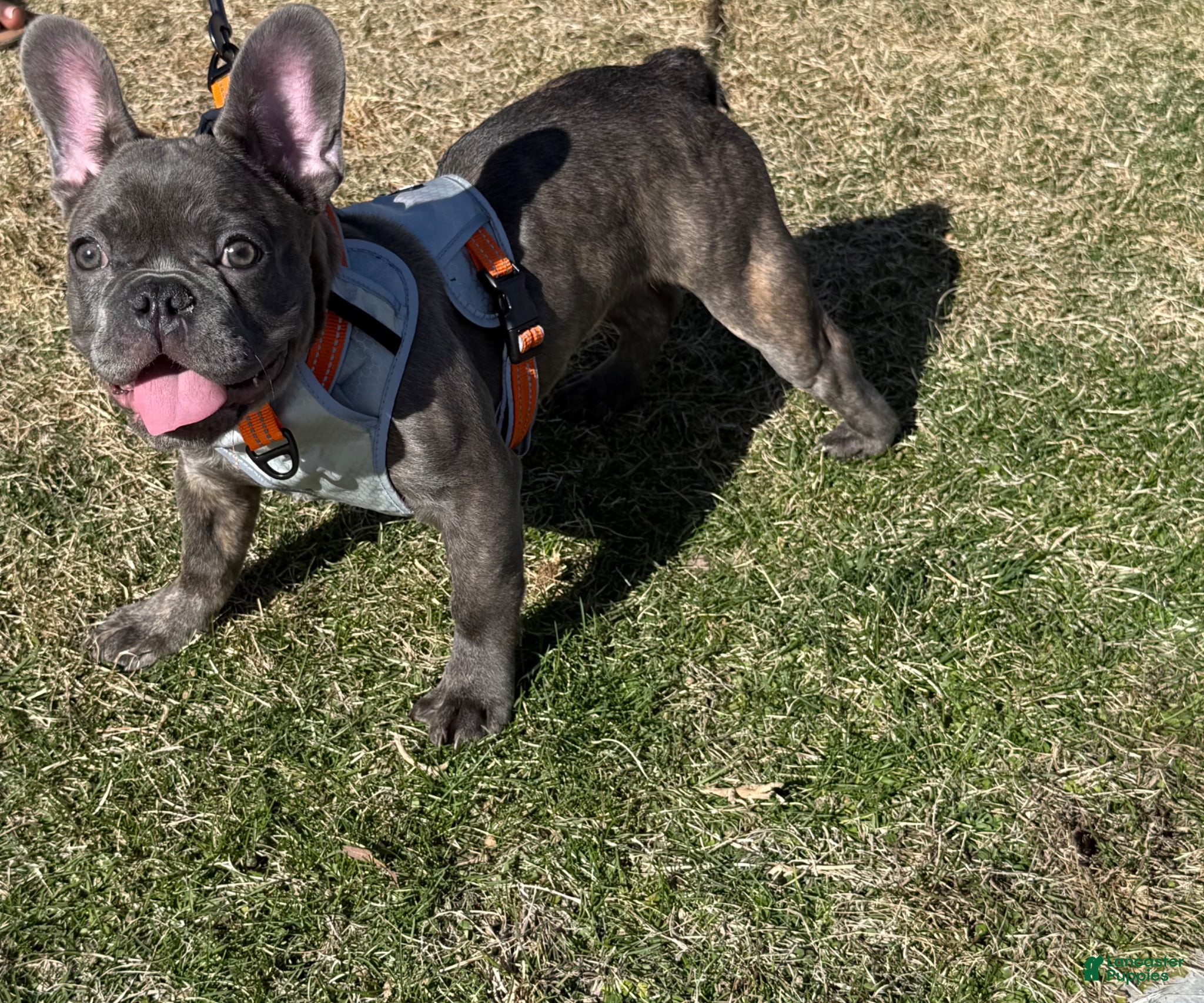 French Bulldog dogs French Bulldog Puppy 1 - Ad 40