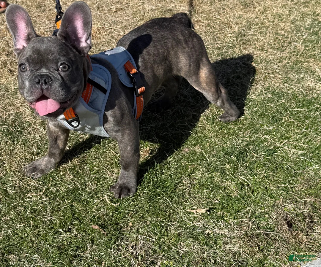 French Bulldog dogs for sale: French Bulldog Puppy 1 - Ad 1