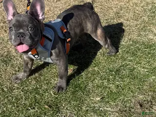 French Bulldog dogs French Bulldog Puppy 1 - Ad 40