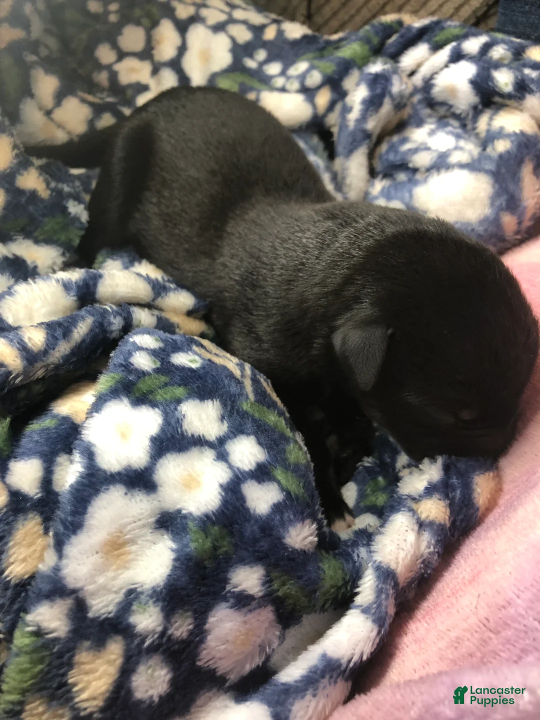 Mixed Breed dogs for sale: Male 1 - Ad 2