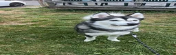 Alaskan Malamute dogs for sale: Alaskan Malamute 1 - Ad 7