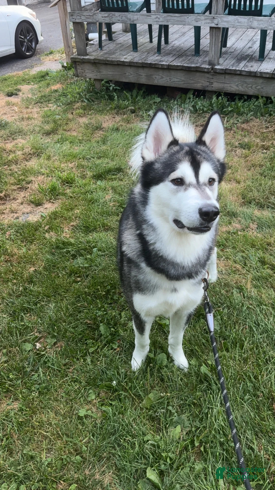 Alaskan Malamute dogs for sale: Alaskan Malamute 1 - Ad 7